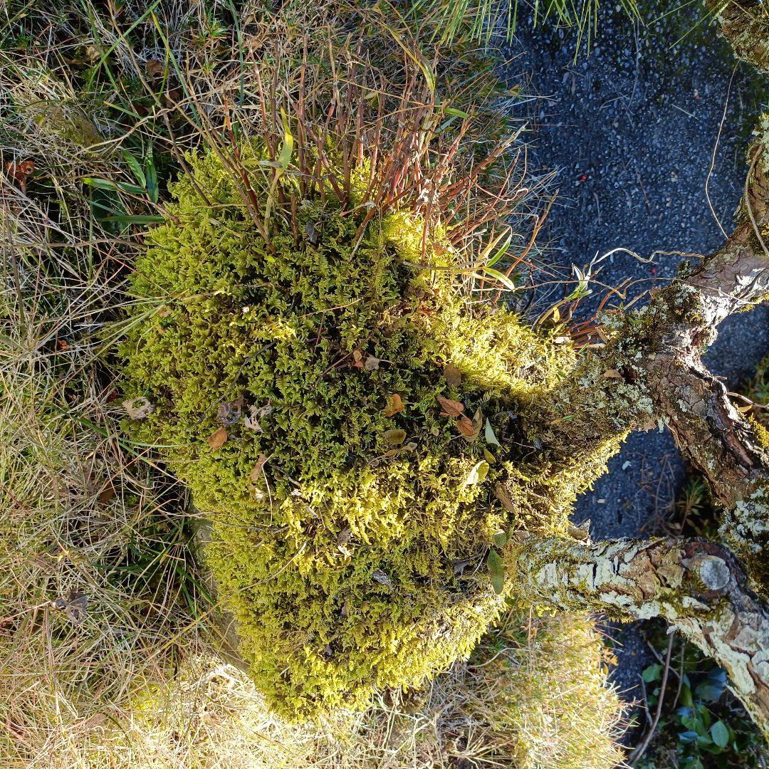 松の盆栽 大型 苔付き　石付け