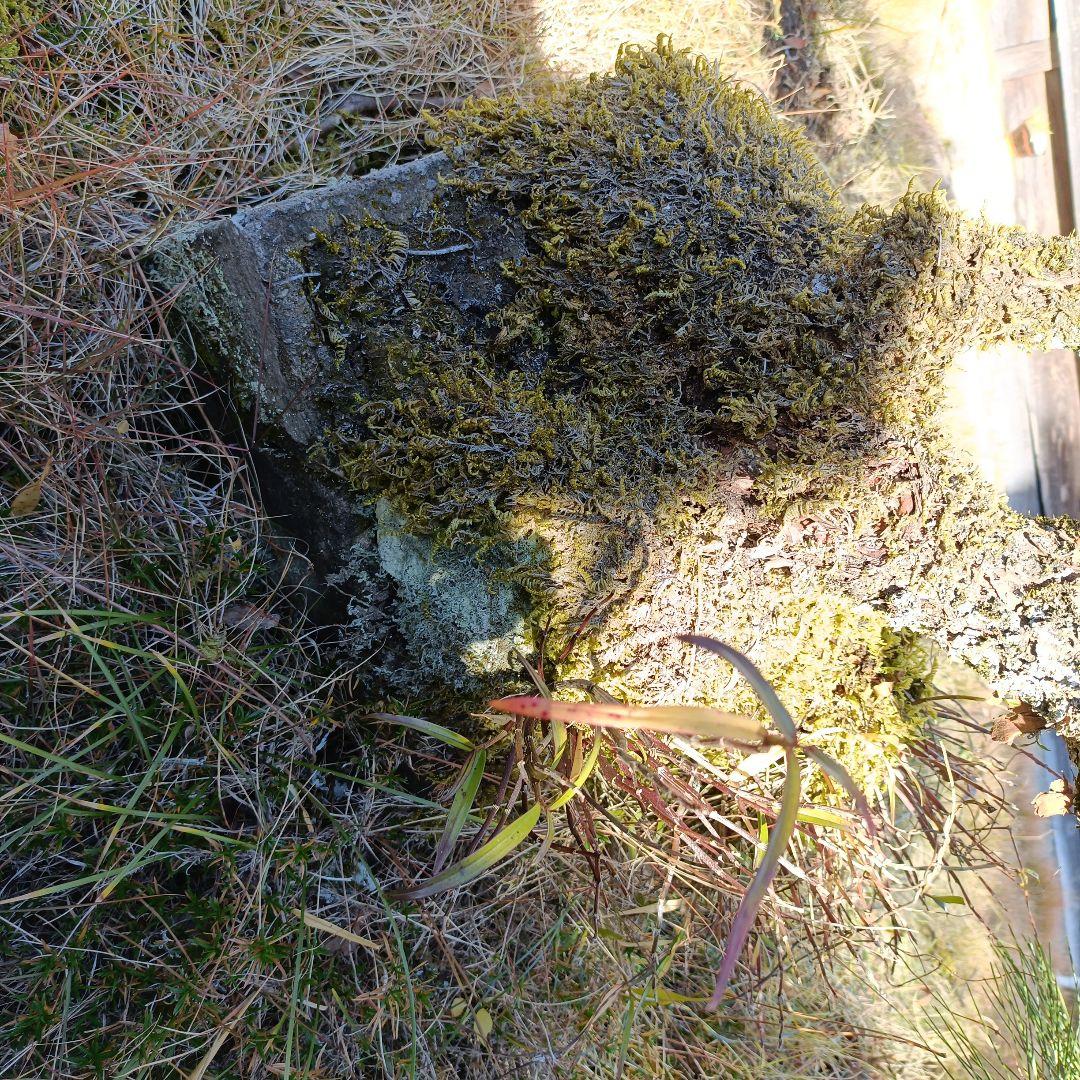 松の盆栽 大型 苔付き　石付け