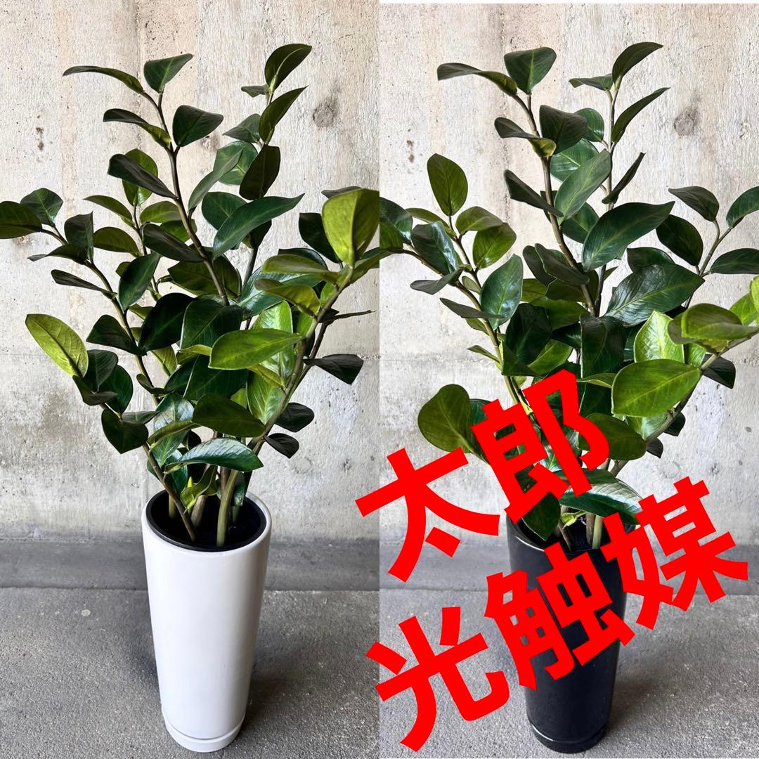 光触媒　人工観葉植物　ウォールグリーン　フェイクグリーン　ザミフォリアg