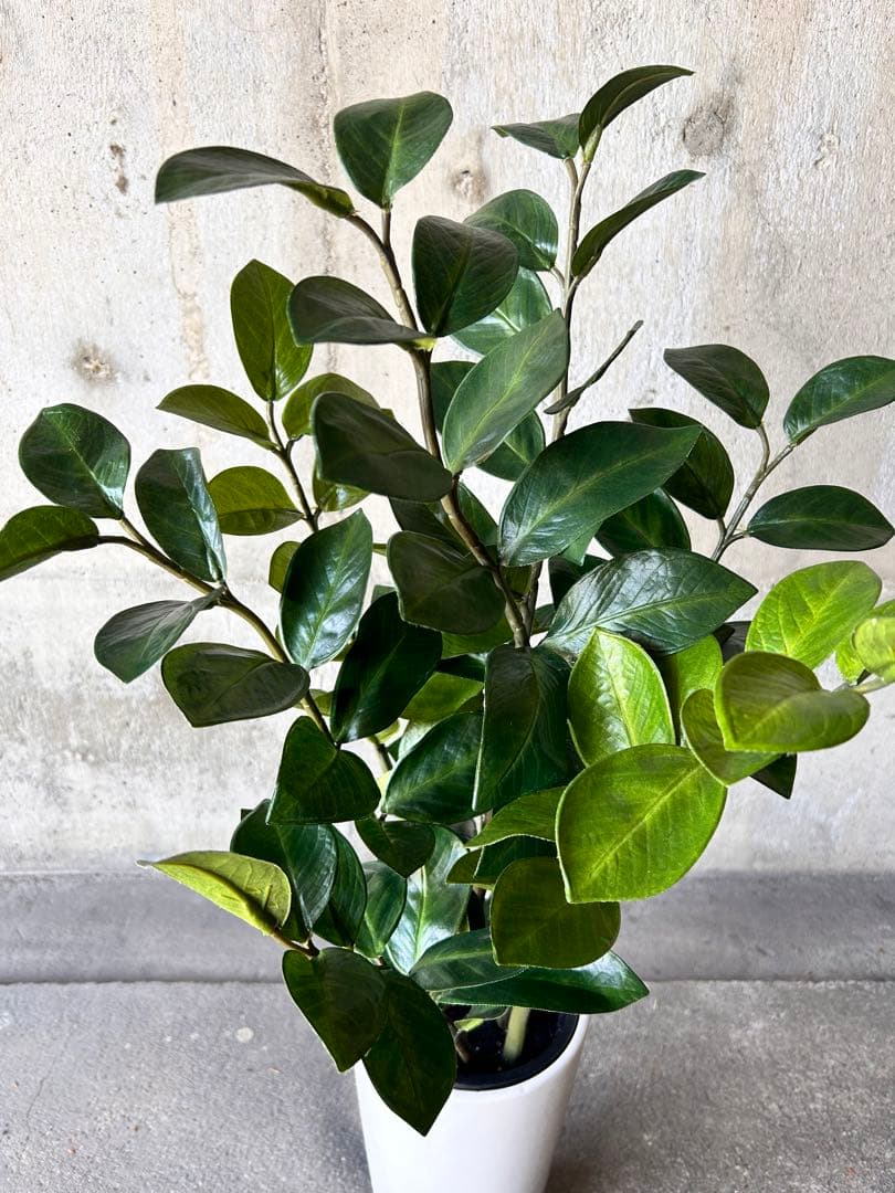 光触媒　人工観葉植物　ウォールグリーン　フェイクグリーン　ザミフォリアg