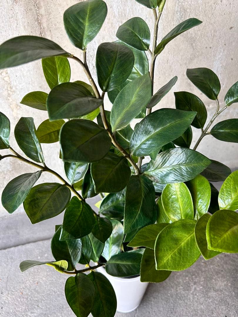 光触媒　人工観葉植物　ウォールグリーン　フェイクグリーン　ザミフォリアg