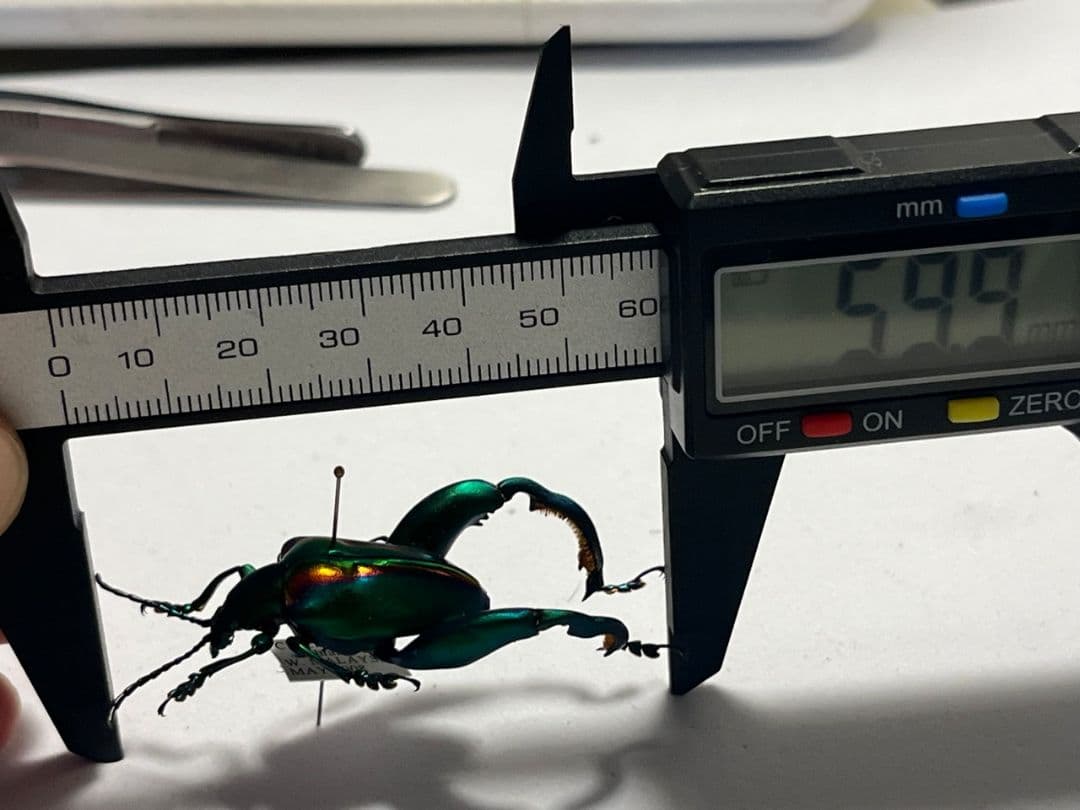 【腿太葉虫最大種】Sagra buqueti モモブトハムシプラチナコガネ標本