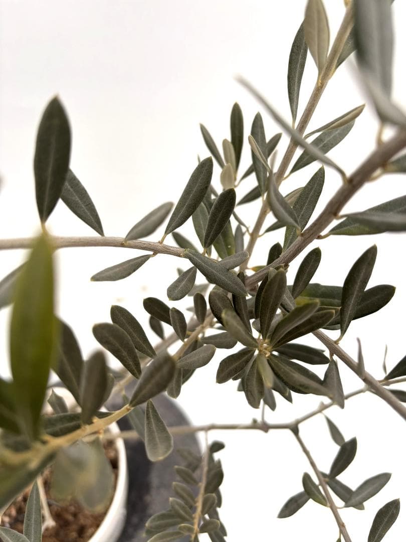 オリーブの木　ベロウニ　7号　約130cm　K-305　希少品種　現品掲載