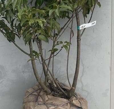 《現品》ソヨゴ　株立ち(雄雌株・オスメス株)　樹高1.8ｍ（根鉢含まず）587