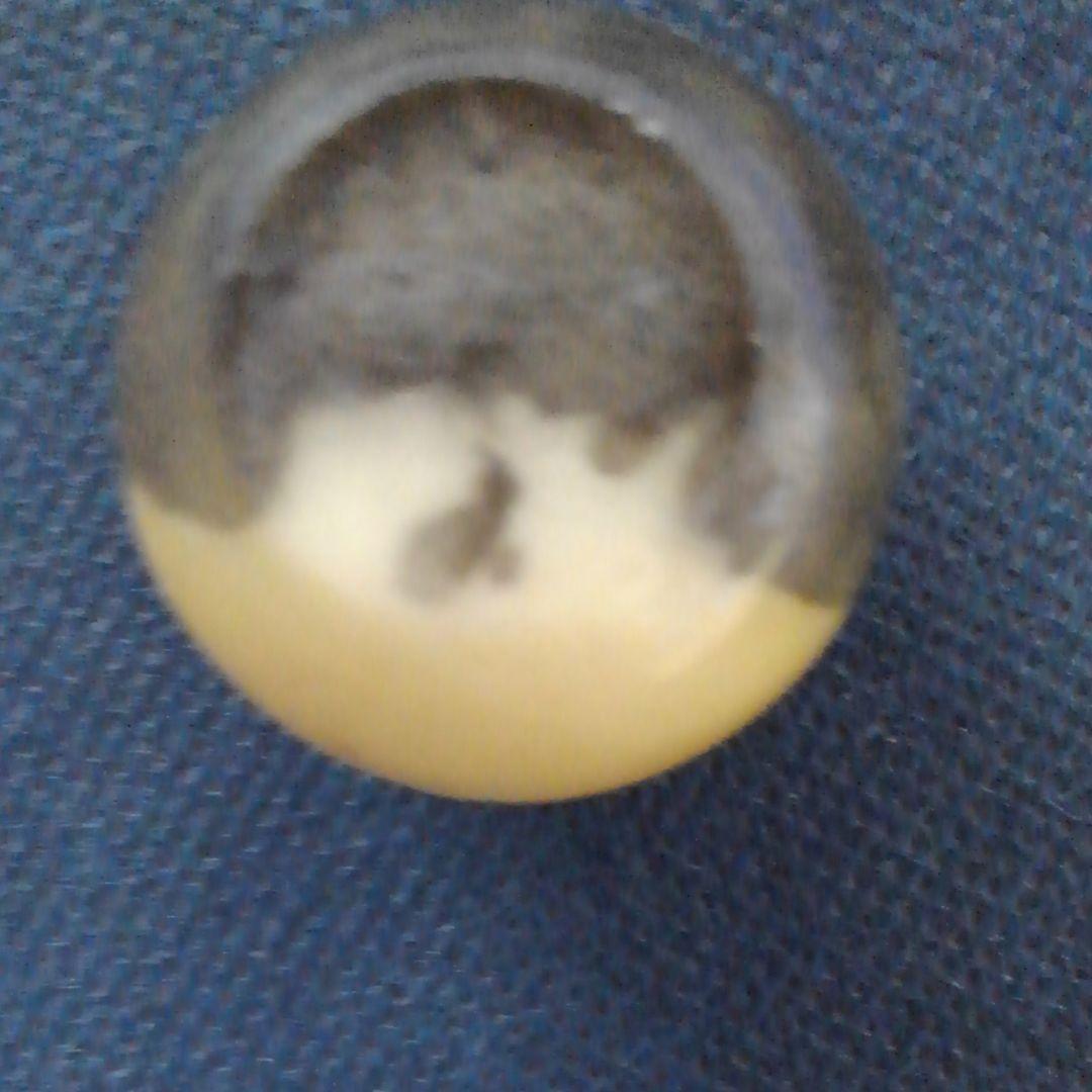 ♥️♥️珍しい！小さなフクロウ③