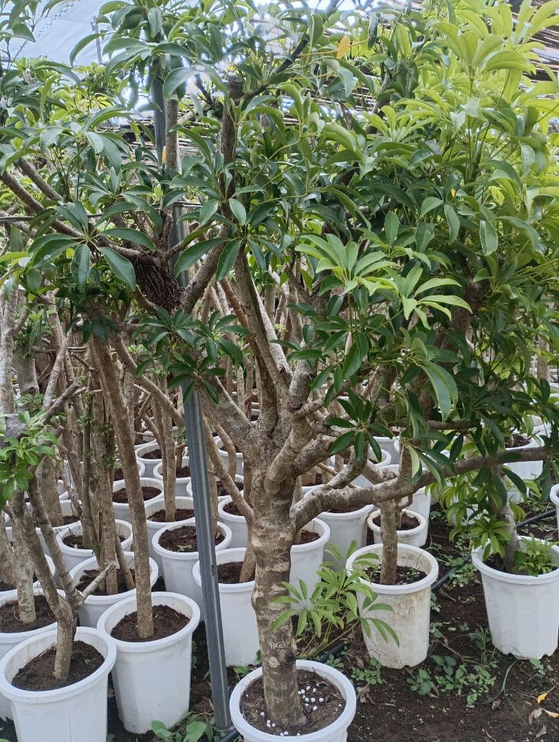 シェフレラ・カポック 白鉢