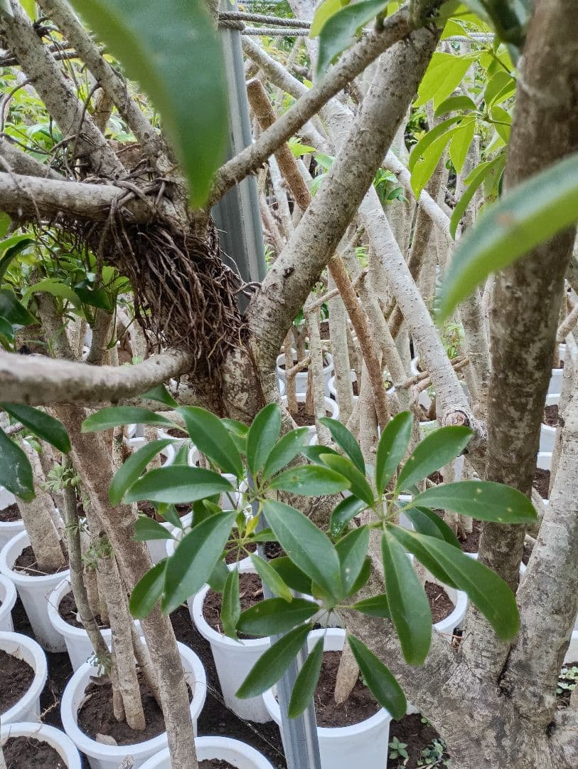 シェフレラ・カポック 白鉢