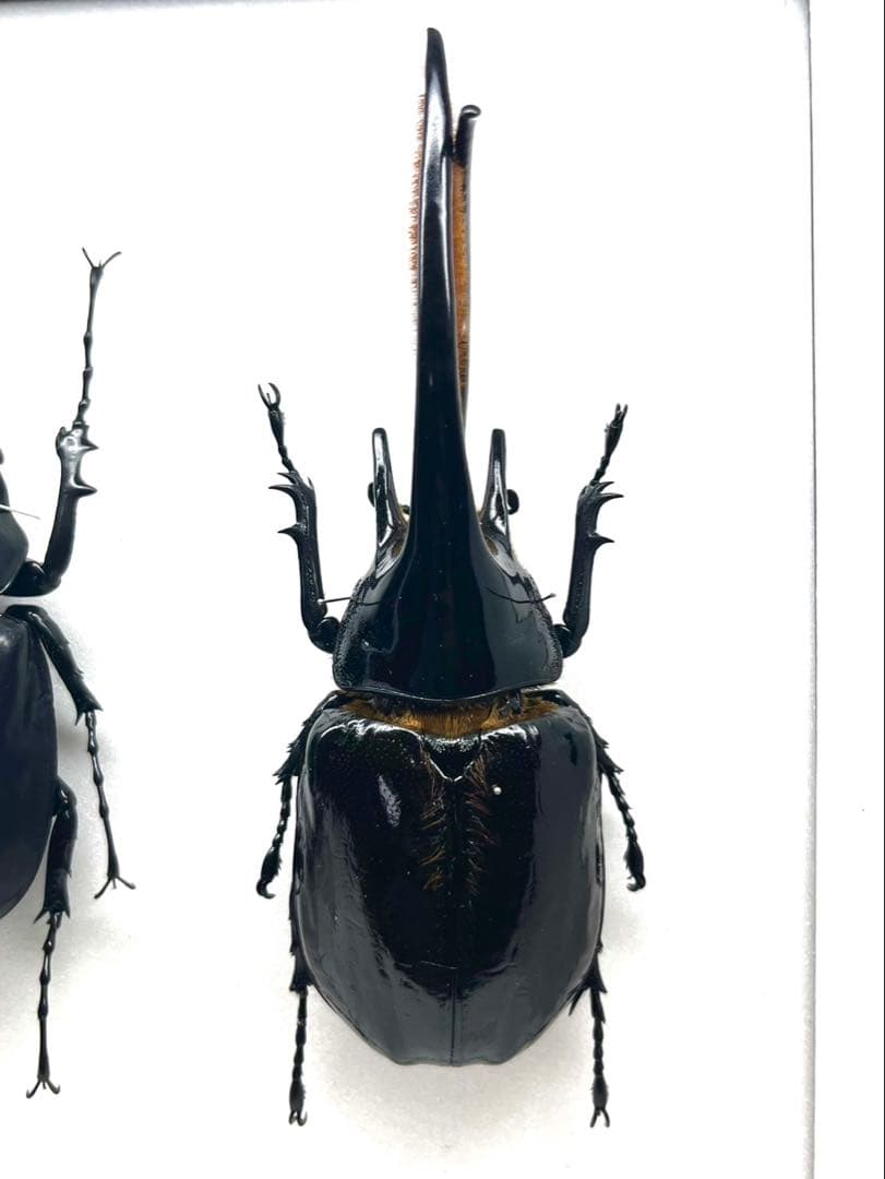 外国産カブト3種　標本　ネプチューン　リッキー　レックス（旧アクティオン）