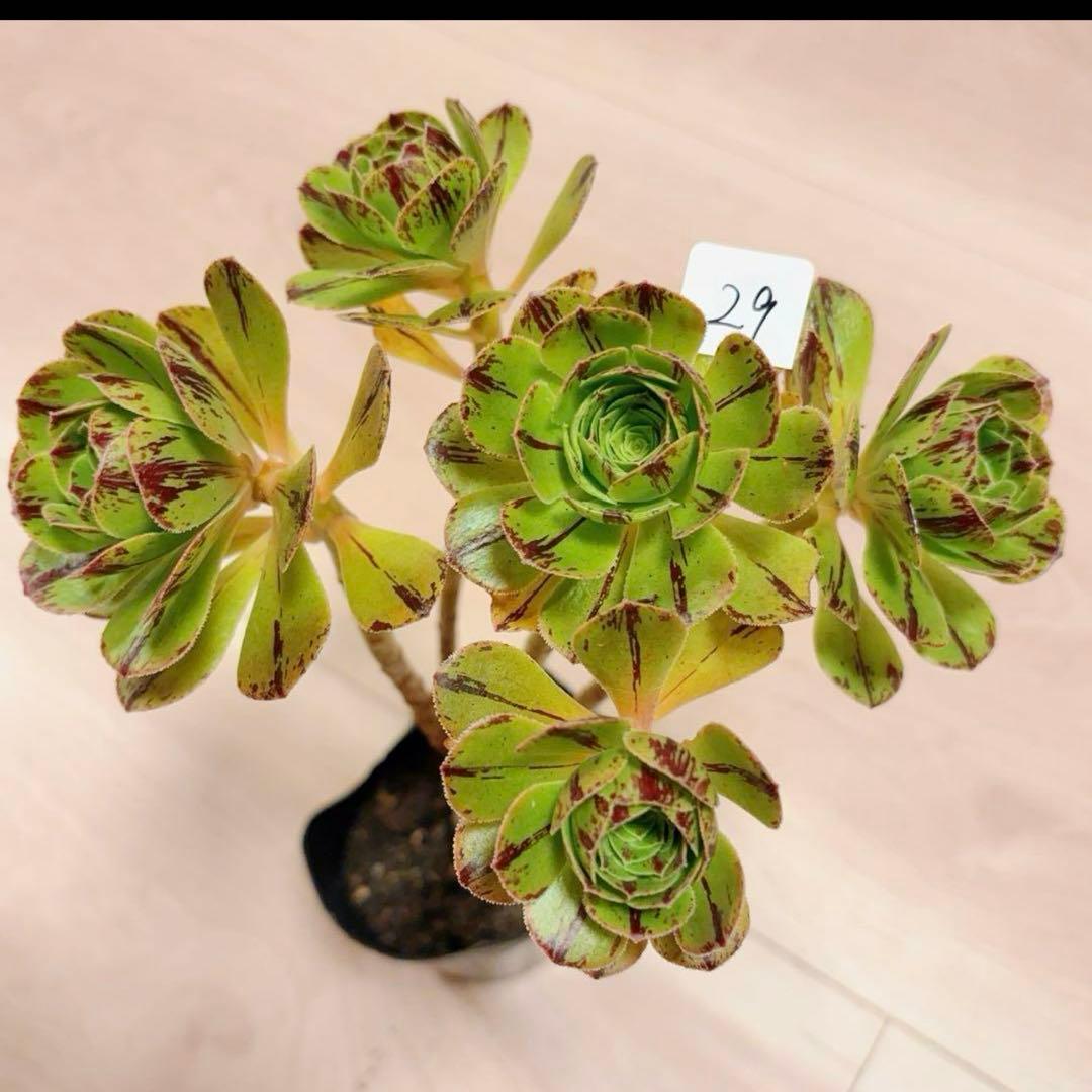 29#多肉植物アエオニウム錦❤️グリ一ンファイア一錦❤️碧火❤5頭18cm 拔き苗