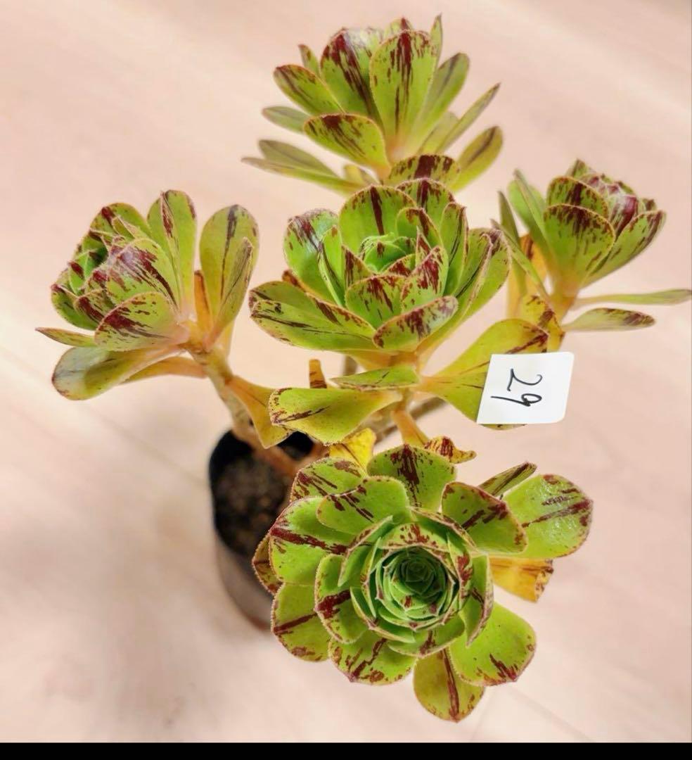 29#多肉植物アエオニウム錦❤️グリ一ンファイア一錦❤️碧火❤5頭18cm 拔き苗