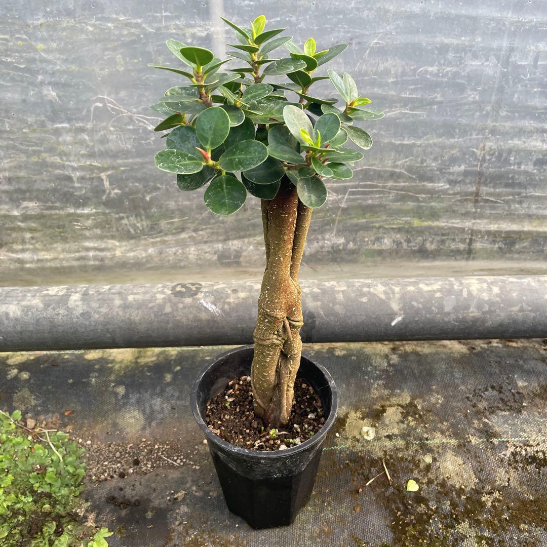 パンダガジュマル　コパンダ接木　３.５号