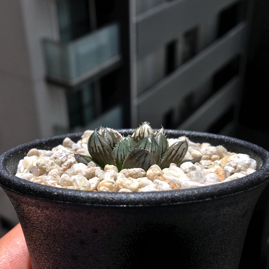 【期間限定出品】ハオルチア 「出藍」 H. 'Shutsuran'　多肉植物