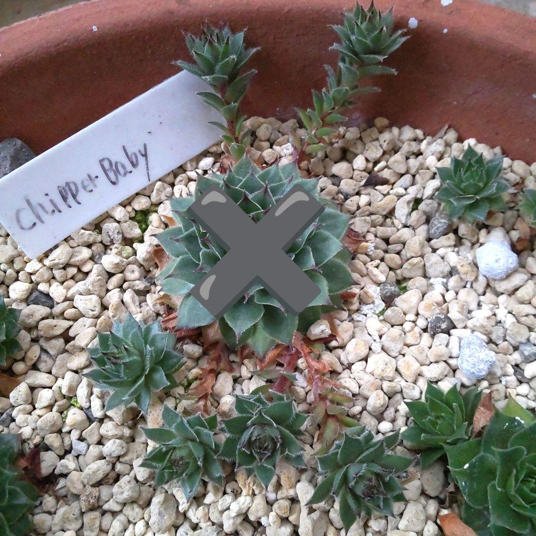 多肉植物　センペルビウム　Chipper Baby