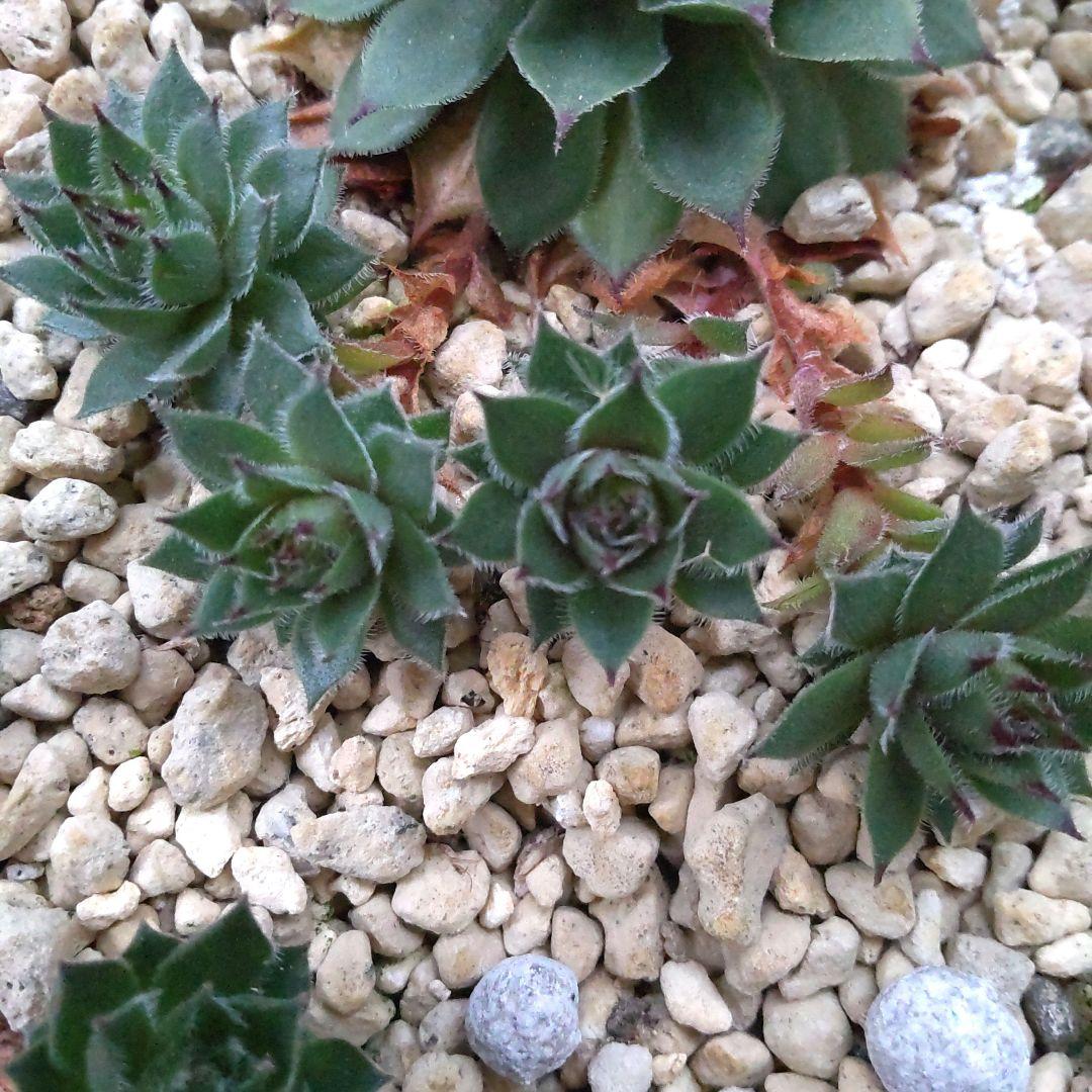 多肉植物　センペルビウム　Chipper Baby