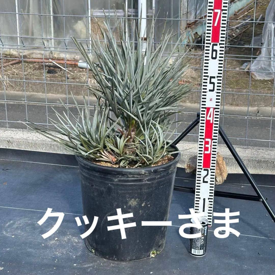 【引取り限定】チャメロプス • セリフェラ 【樹高:約70㎝】Feb02