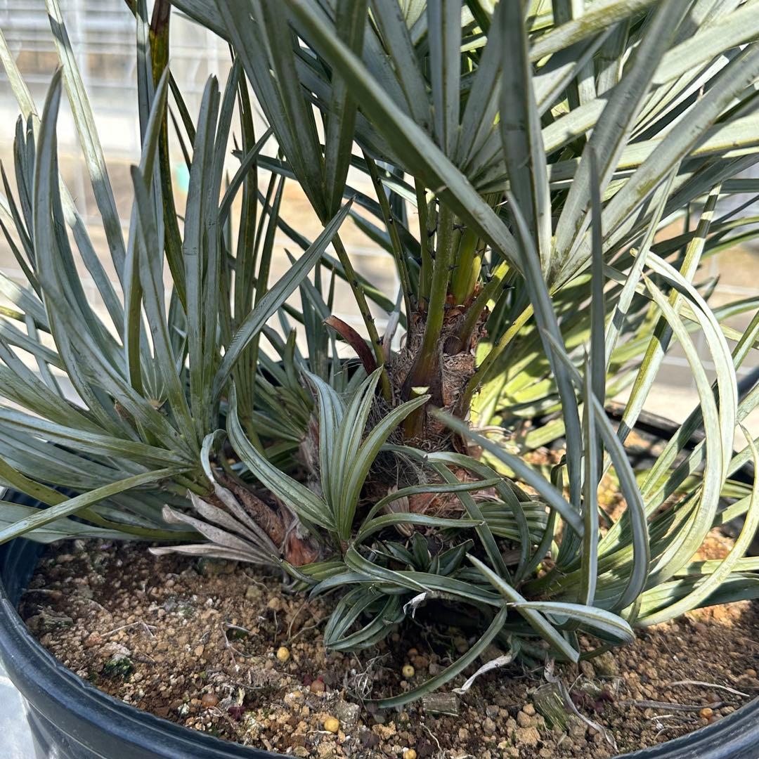 【引取り限定】チャメロプス • セリフェラ 【樹高:約70㎝】Feb02