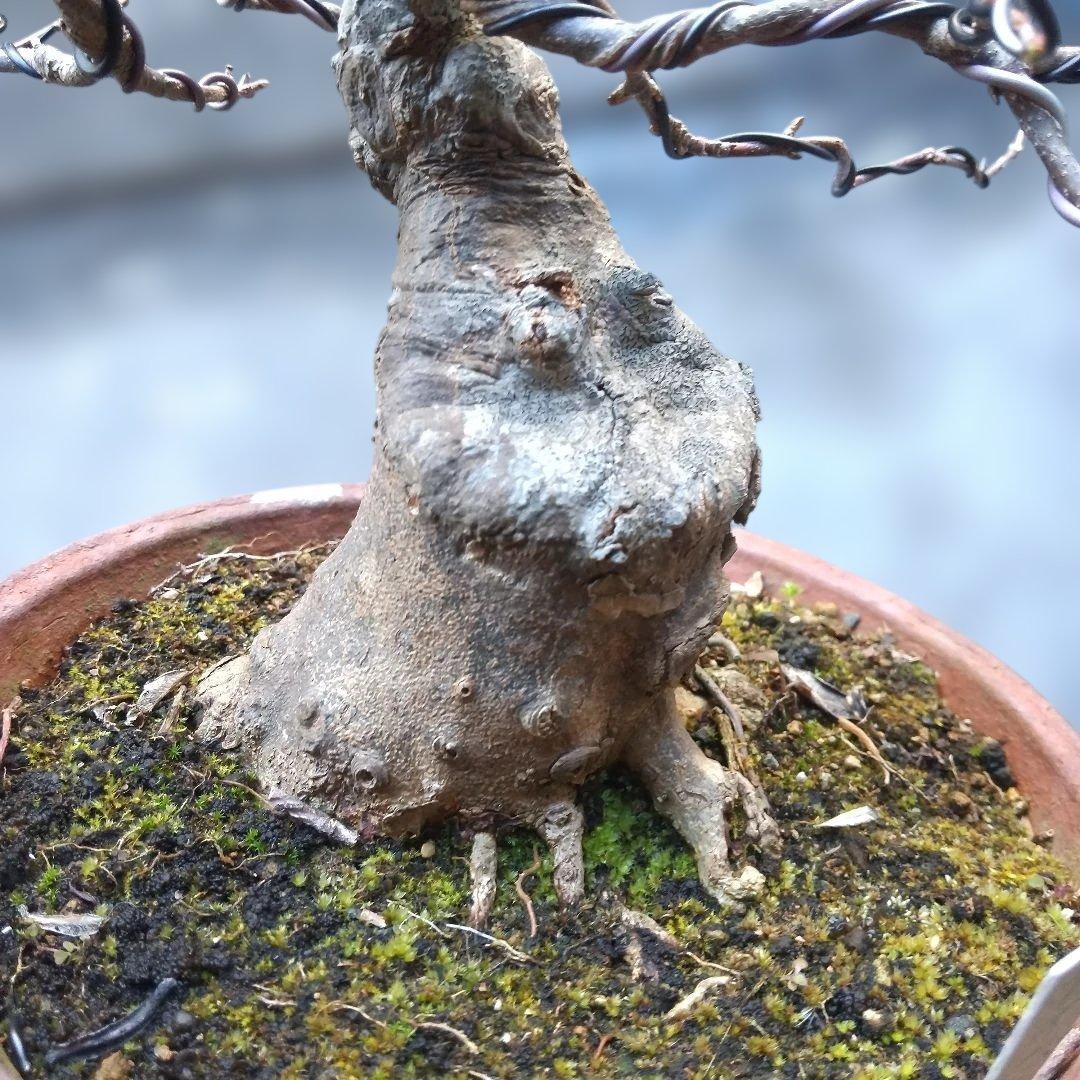 ミニ盆栽、盆栽、植木、植物、雑木、山野草、盆栽鉢