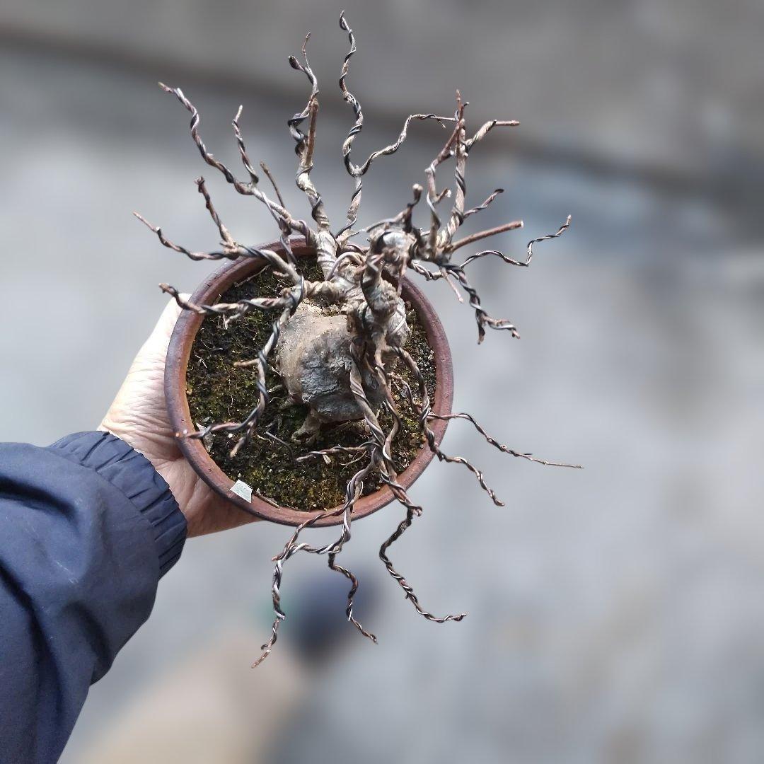 ミニ盆栽、盆栽、植木、植物、雑木、山野草、盆栽鉢
