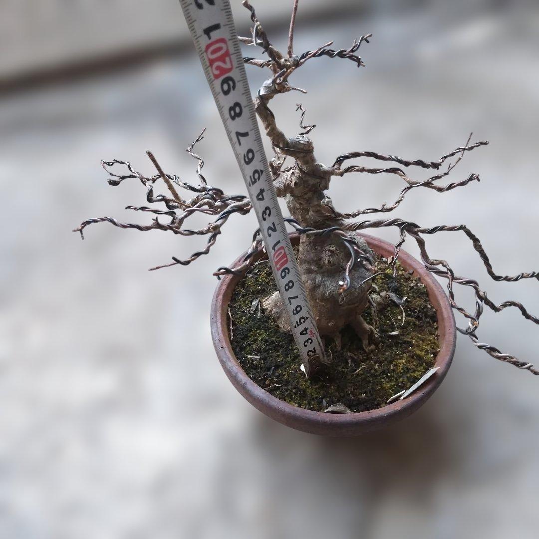 ミニ盆栽、盆栽、植木、植物、雑木、山野草、盆栽鉢