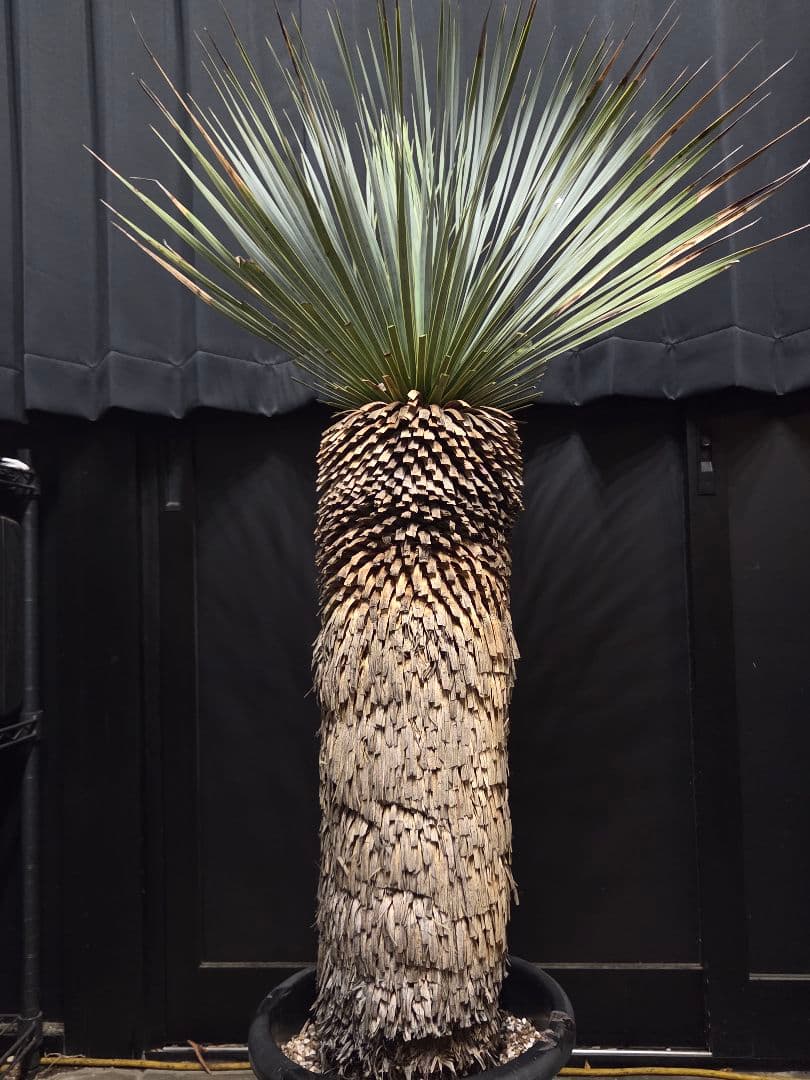 専用出品 特割 ユッカロストラータ 極太株 (は)