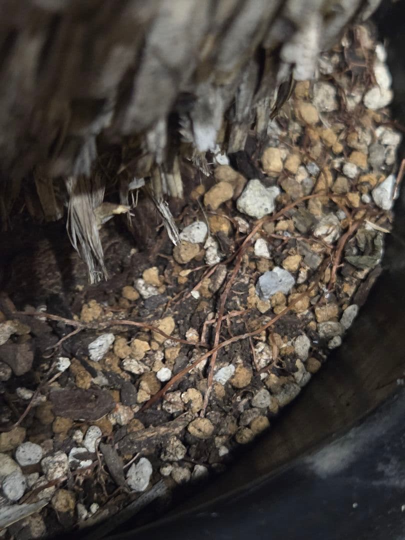 専用出品 特割 ユッカロストラータ 極太株 (は)