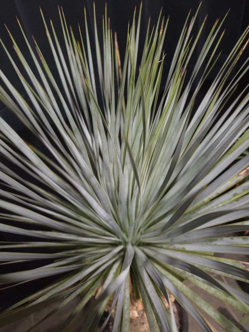 専用出品 特割 ユッカロストラータ 極太株 (は)