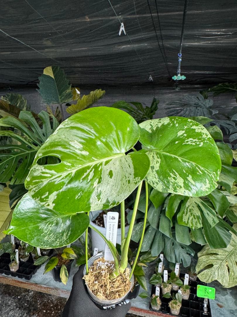 V15モンステラ　デリシオーサ　ベトシオーサ