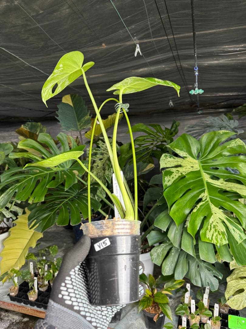 V15モンステラ　デリシオーサ　ベトシオーサ