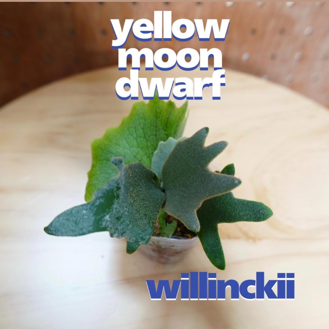 ビカクシダ ウィリンキー YMDS 幼株 イエロームーンドワーフ スポア　15