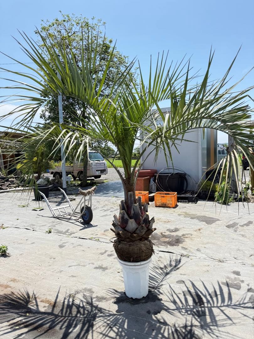 ココスヤシシルバーリーフ 【極太】葉先180cm 幹回り120cm 幹高50cm