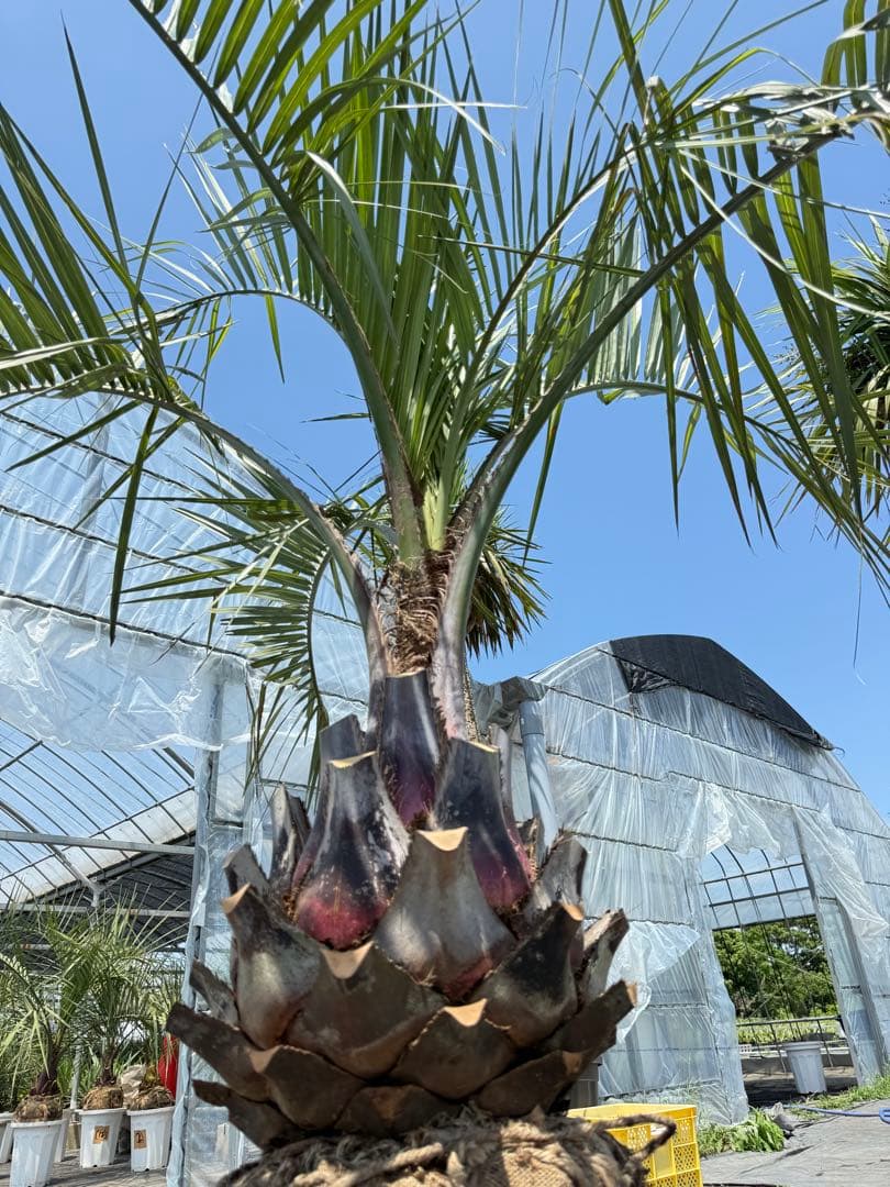 ココスヤシシルバーリーフ 【極太】葉先180cm 幹回り120cm 幹高50cm