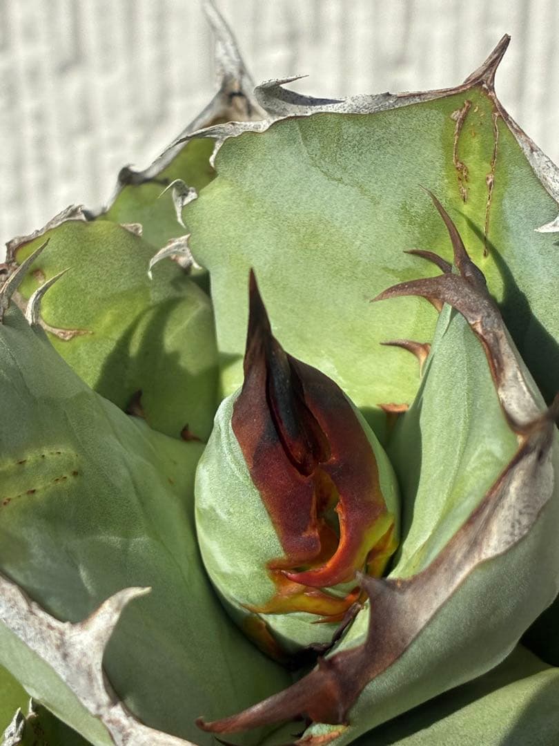 アガベチタノタブルー　実生