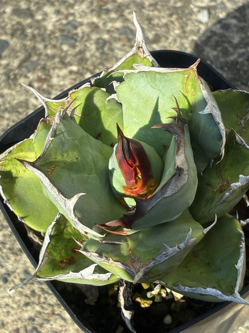 アガベチタノタブルー　実生