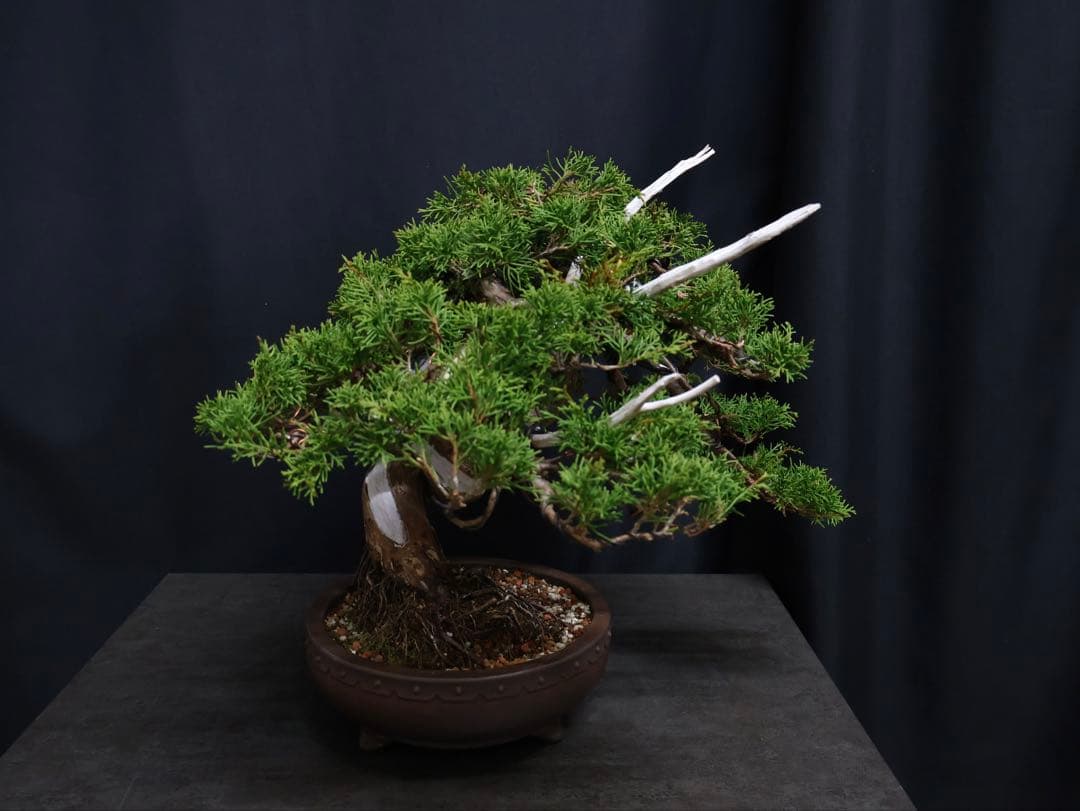 超逸品　太幹　真柏 糸魚川真柏 捻転　樹高29cm 中品　貴風　盆栽