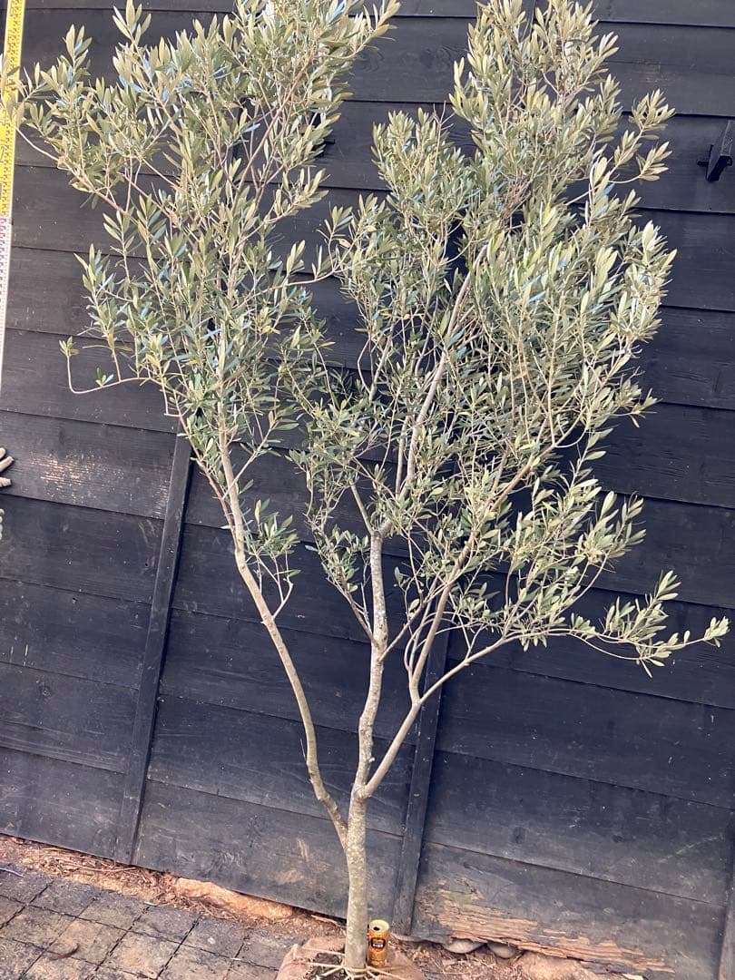 オリーブの木　シプレッシーノ