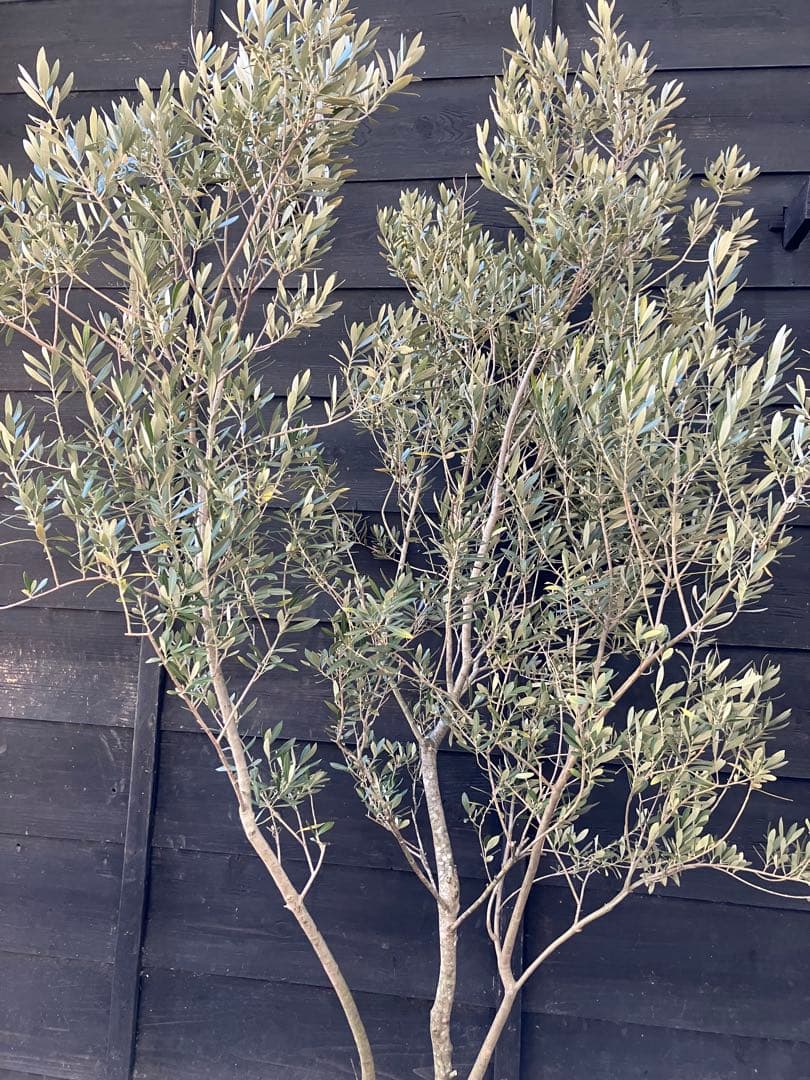 オリーブの木　シプレッシーノ