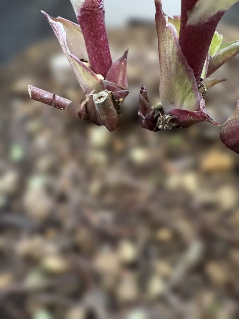 ★札付き★可愛い！ソレイユ　ピンク　ホワイトゴールド覇輪★クリスマスローズ開花株