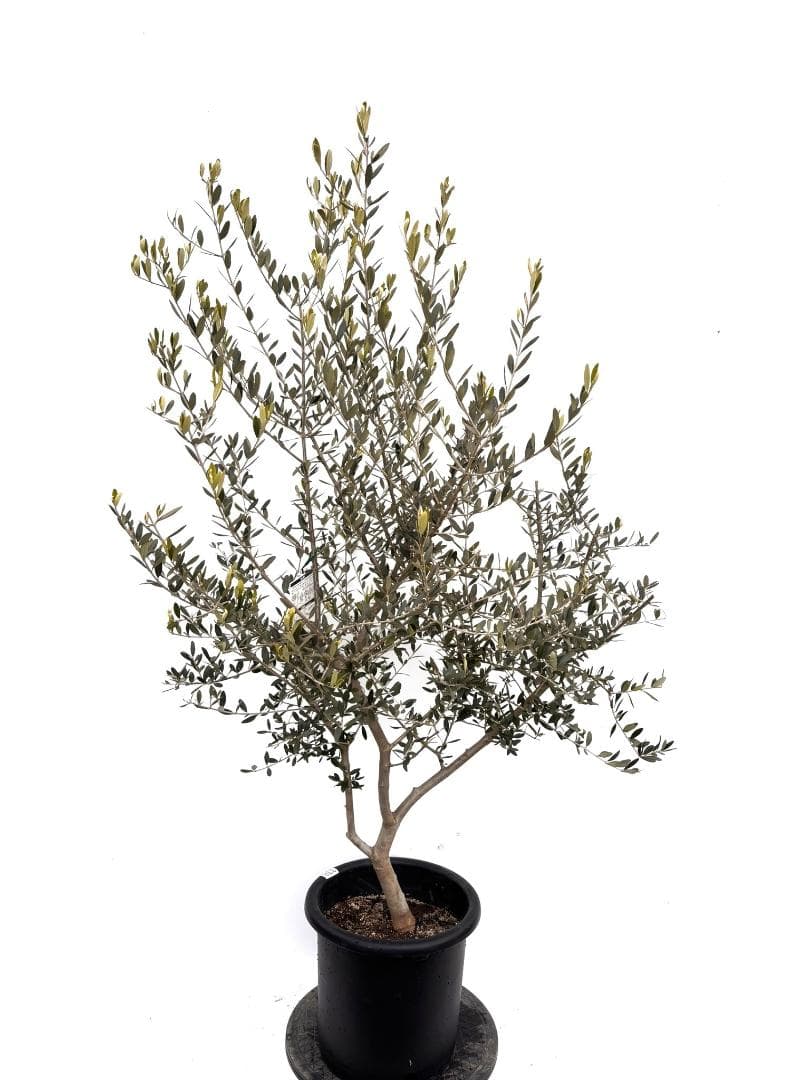 オリーブの木　フラントイオ　10号　約160cm　K-338　人気品種　現品掲載