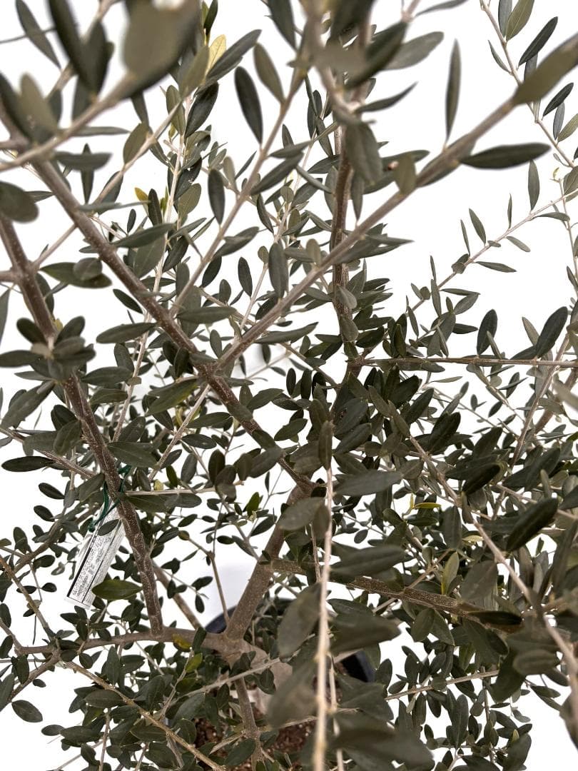 オリーブの木　フラントイオ　10号　約160cm　K-338　人気品種　現品掲載