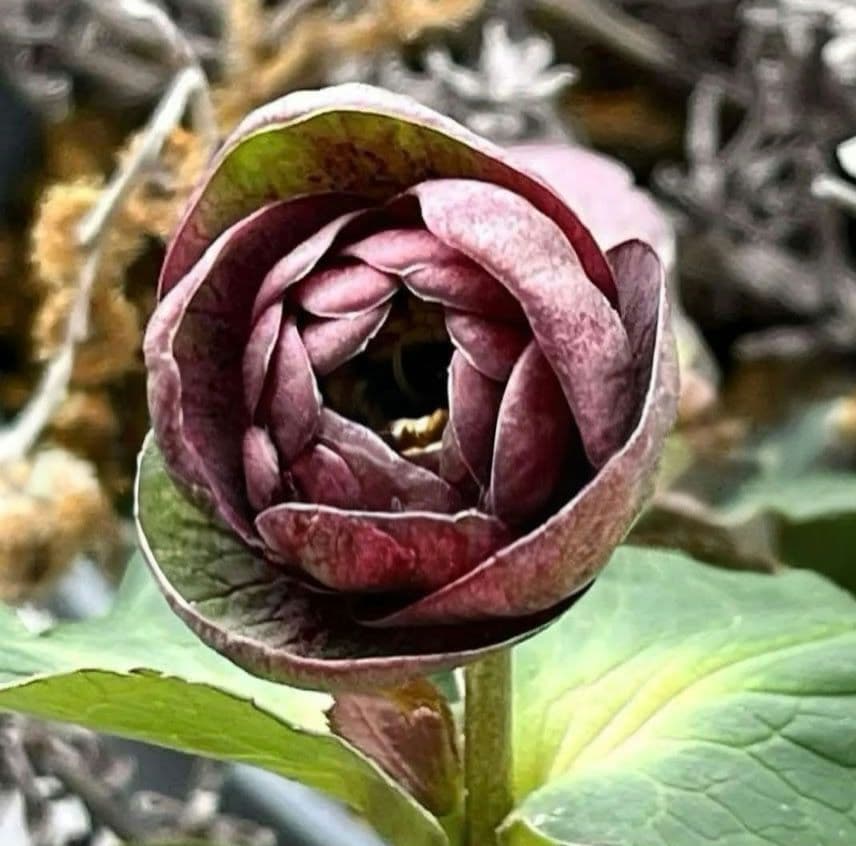 ★クリスマスローズ：希少！広瀬園芸・【手毬咲き渋可愛い個性派！！】蕾付