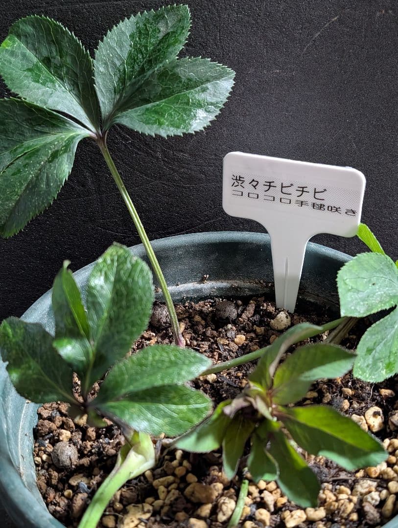 ★クリスマスローズ：希少！広瀬園芸・【手毬咲き渋可愛い個性派！！】蕾付