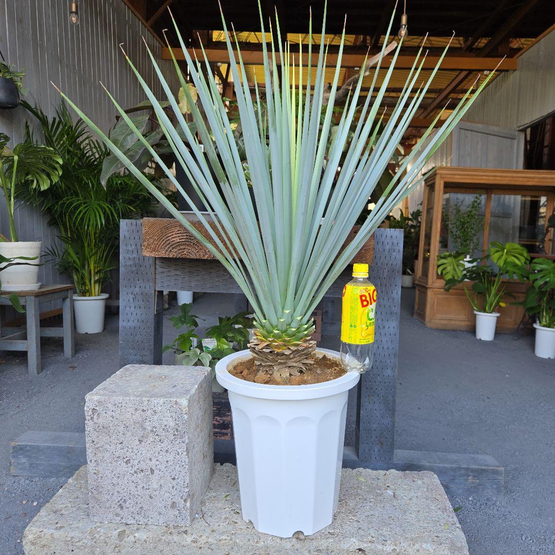 ①　ユッカ　リギダ　10号　特大苗木最高等級極上品‼️