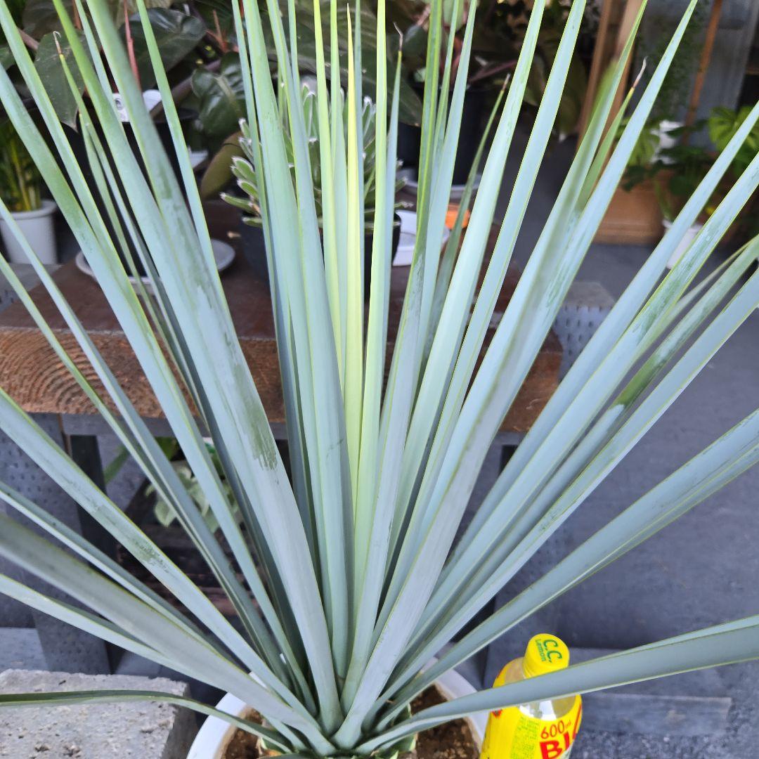 ①　ユッカ　リギダ　10号　特大苗木最高等級極上品‼️