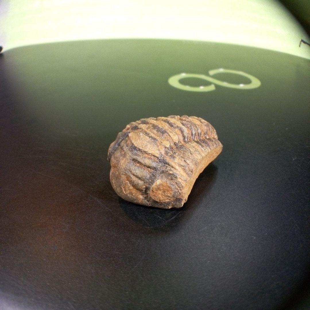 三葉虫　化石　fossil　海　ボリビア産　trilobite　海生動物種別③