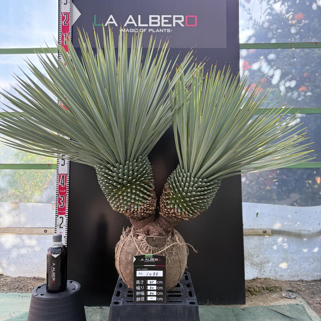 【AL1088】ユッカ　ロストラータ