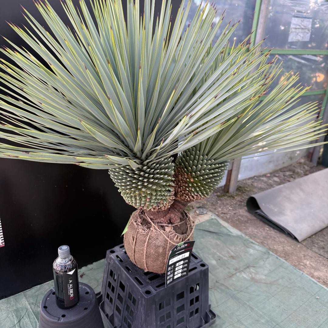 【AL1088】ユッカ　ロストラータ