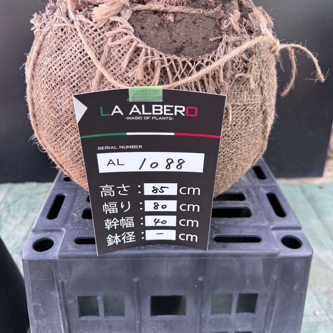 【AL1088】ユッカ　ロストラータ