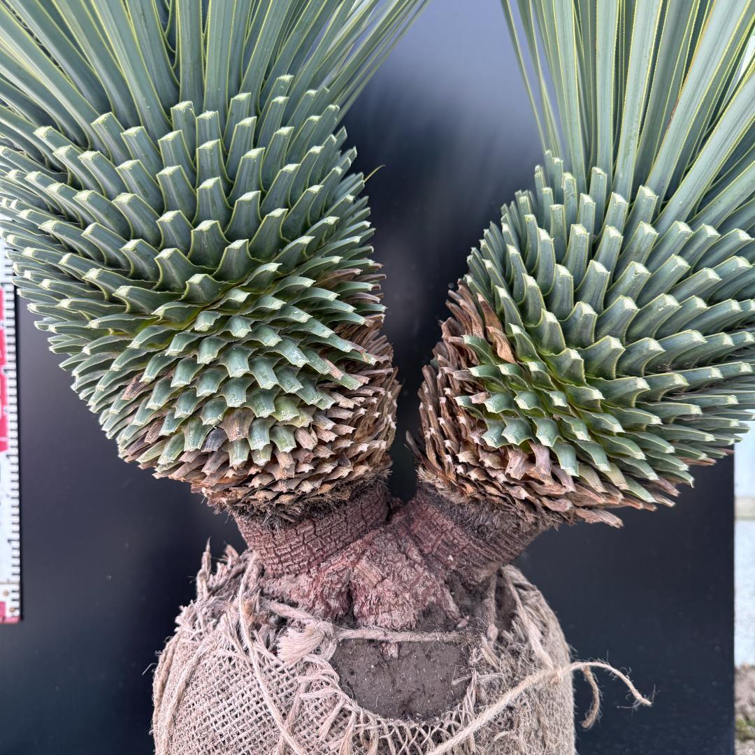 【AL1088】ユッカ　ロストラータ