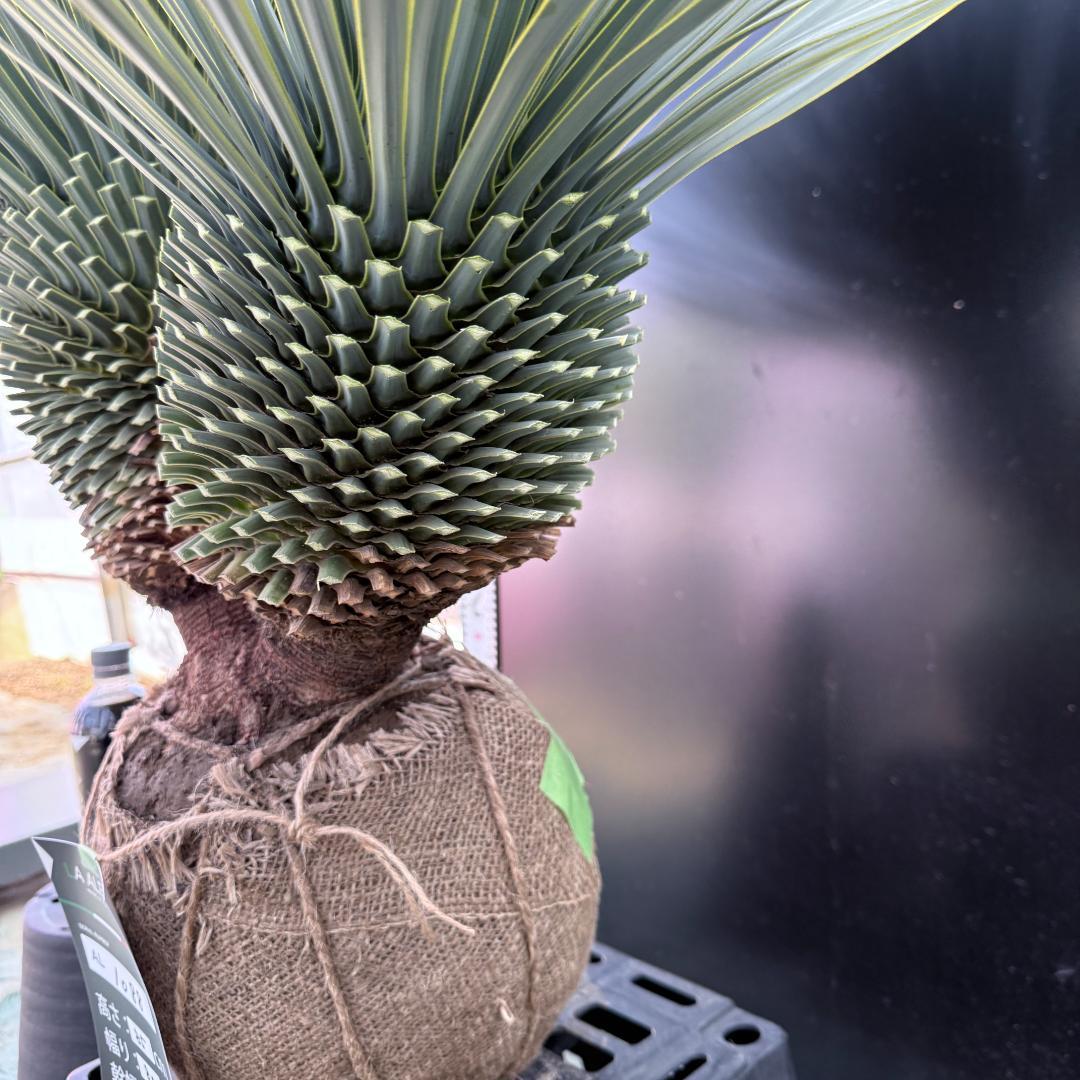 【AL1088】ユッカ　ロストラータ