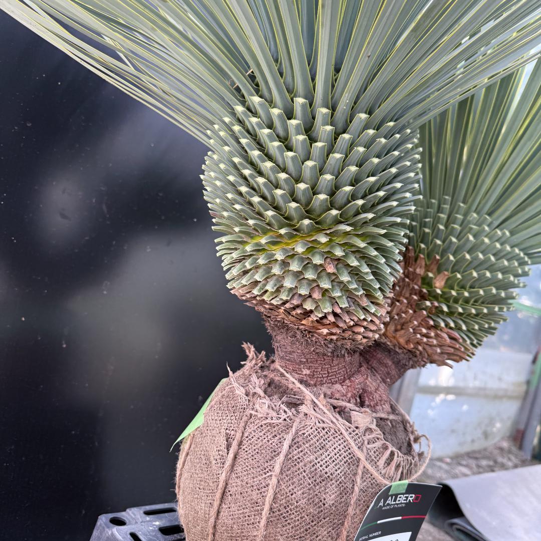 【AL1088】ユッカ　ロストラータ